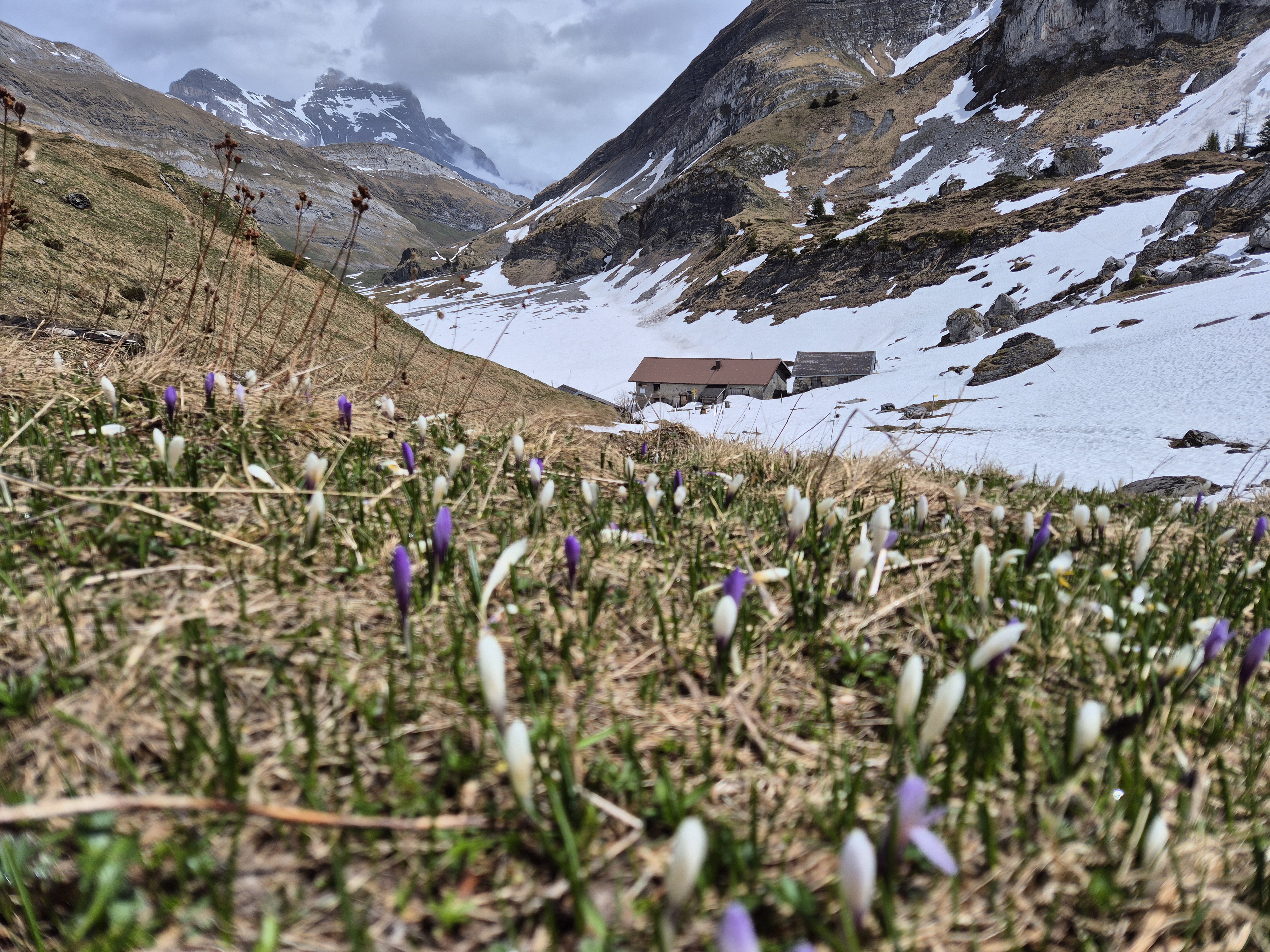 50 jours avant l'ouverture de l'Alpage